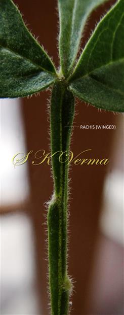  Rachis winged